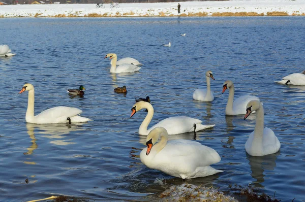 Cisnes blancos y patos en el lago en invierno —  Fotos de Stock