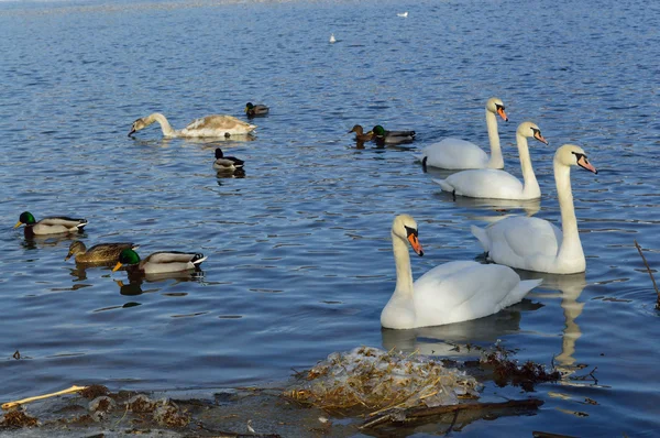 Белые лебеди и утки на озере зимой — стоковое фото