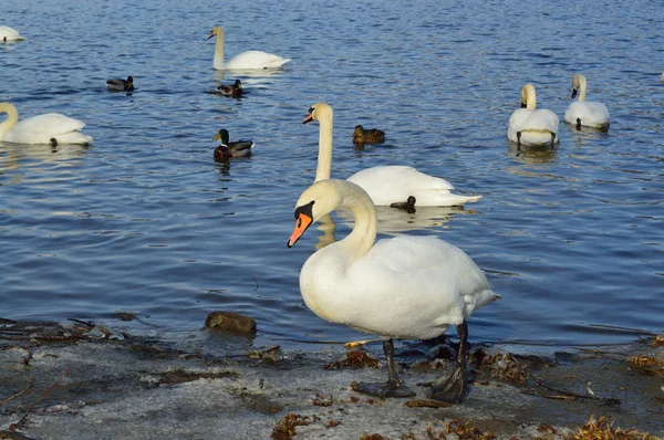 Cygnes blancs et canards sur le lac en hiver — Photo