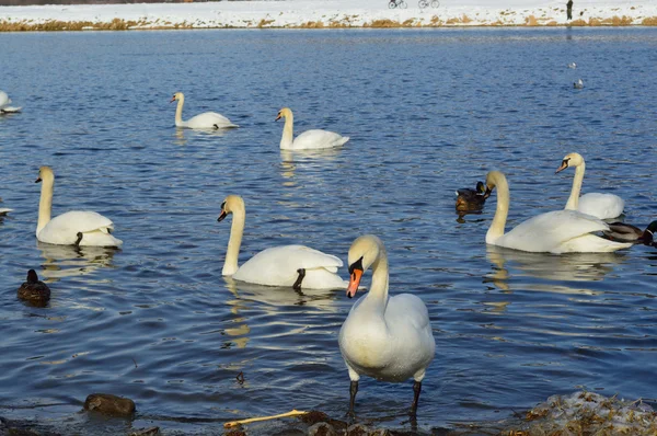 Cygnes blancs et canards sur le lac en hiver — Photo