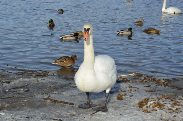 白い白鳥およびアヒル湖冬時間で — ストック写真