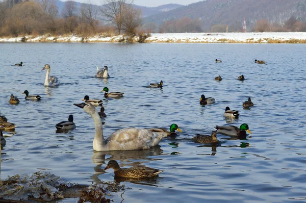白色天鹅和野鸭在湖在冬季时间 — 图库照片