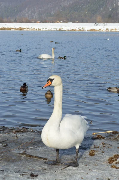 Hermoso cisne blanco en invierno —  Fotos de Stock