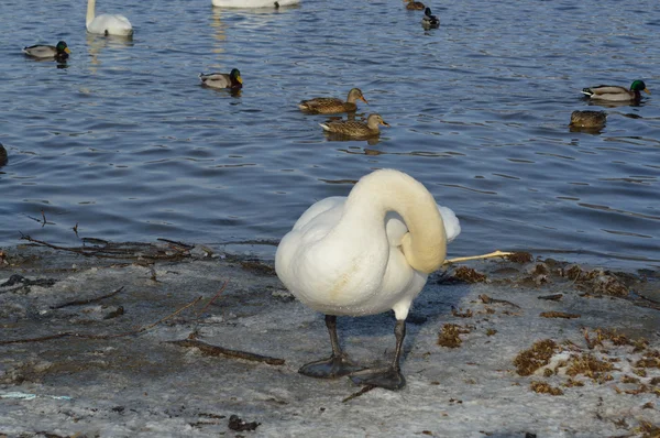 Cisne branco bonito no tempo de inverno — Fotografia de Stock