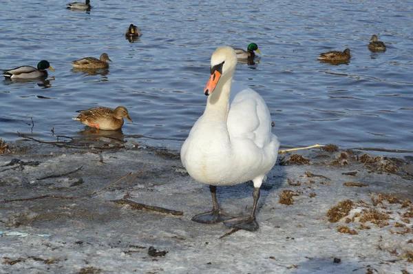 Cisne branco bonito no tempo de inverno — Fotografia de Stock