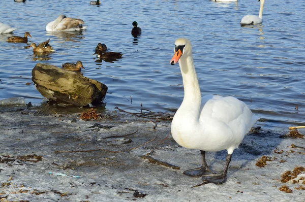 Hermoso cisne blanco en invierno —  Fotos de Stock