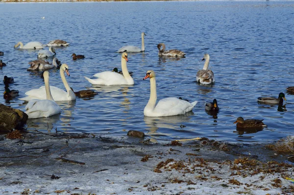 Лебеди и утки на озере в зимнее время — стоковое фото