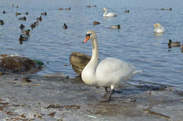 Belle cygne blanc à l'heure d'hiver — Photo