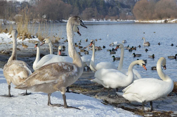 Łabędzie i kaczki na jeziora w zimie — Zdjęcie stockowe