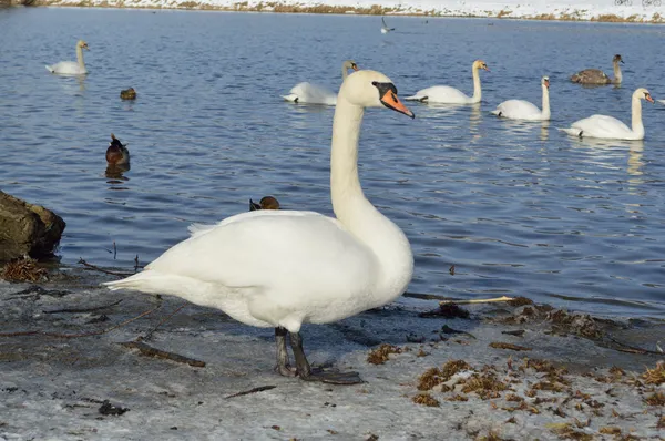 Schöner weißer Schwan zur Winterzeit — Stockfoto