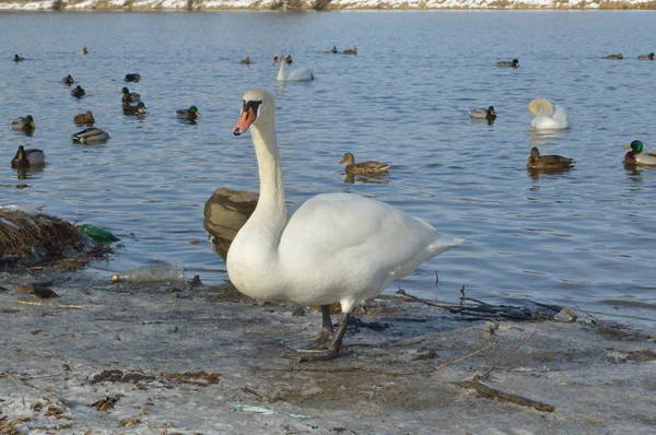Прекрасный белый лебедь зимой — стоковое фото
