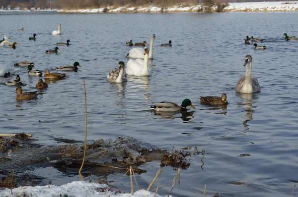 Cigni e anatre sul lago in inverno — Foto Stock