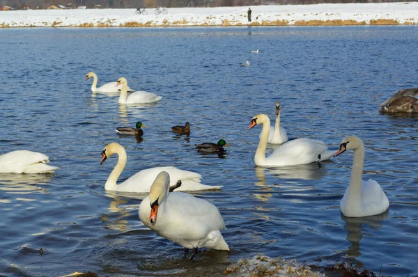 Beyaz Kuğu ve ördekler — Stok fotoğraf
