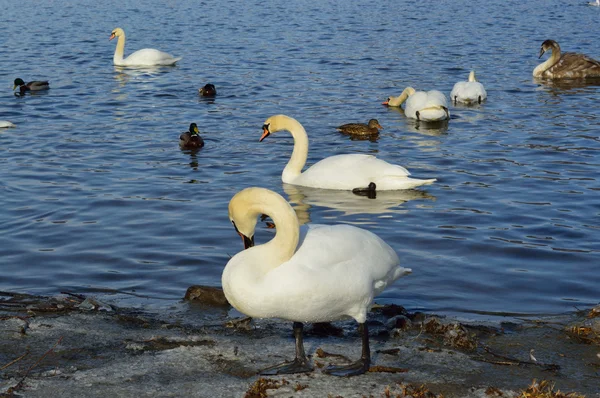 Cisnes blancos y patos —  Fotos de Stock