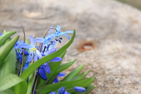 Blaue Scilla — Stockfoto