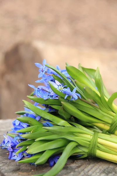Lovely tender spring flowers — Stock Photo, Image