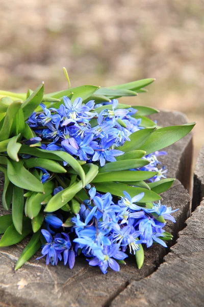 Lovely tender spring flowers — Stock Photo, Image