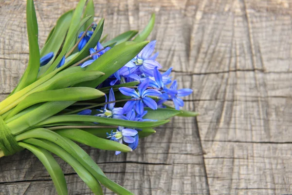 Lovely tender spring flowers — Stock Photo, Image