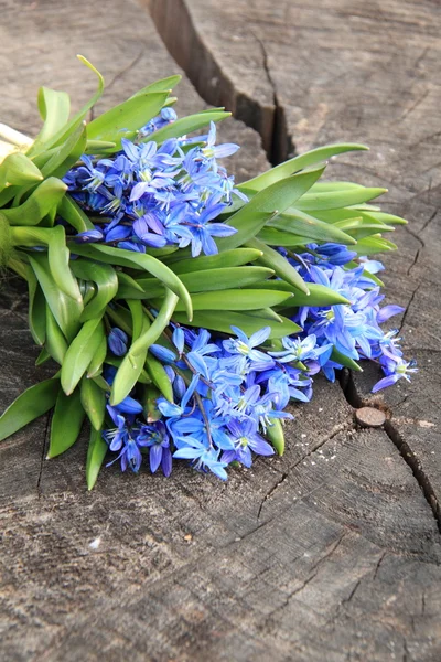 Lovely tender spring flowers — Stock Photo, Image