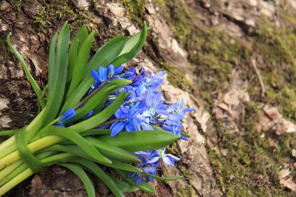 Schöne Outdoor-Bild der schönen Natur — Stockfoto