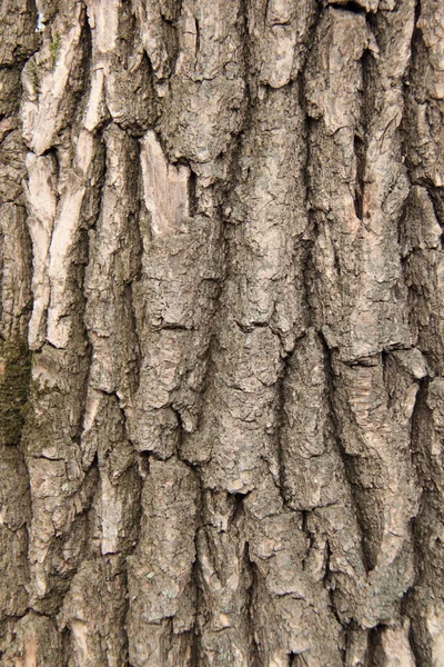 Härlig utomhus bild av vacker natur — Stockfoto