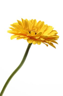 güzel gerbera