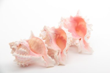 Stüdyo imge-in üç deniz kabuklarını