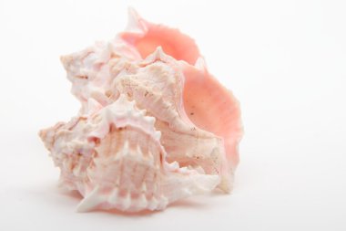 Stüdyo imge-in üç deniz kabuklarını