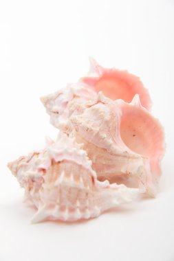 Stüdyo imge-in üç deniz kabuklarını