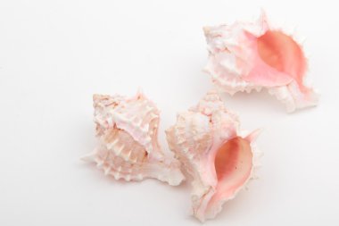 Stüdyo imge-in üç deniz kabuklarını