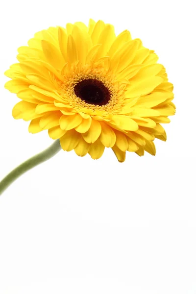 Прекрасный одинокий цветок — стоковое фото