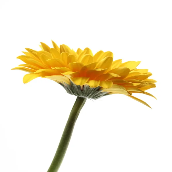 Lovely single flower — Stock Photo, Image