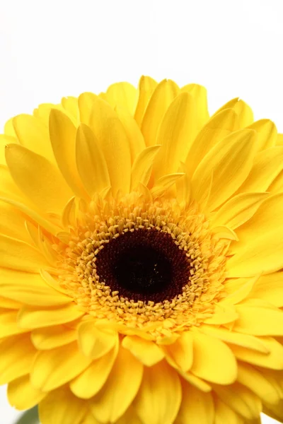 Студийное изображение цветочного текстурированного фона — стоковое фото