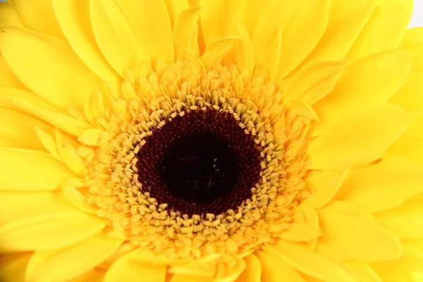 Studio image de fond texturé floral — Photo