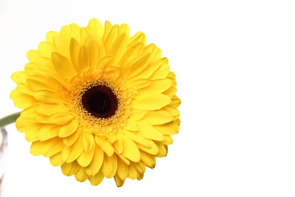 Bela gerbera — Fotografia de Stock