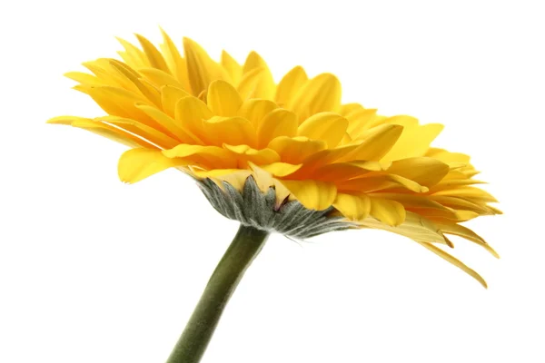 Beautiful gerbera — Stock Photo, Image