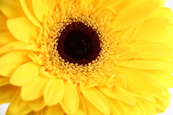 Studio image květinové texturou pozadí — Stock fotografie