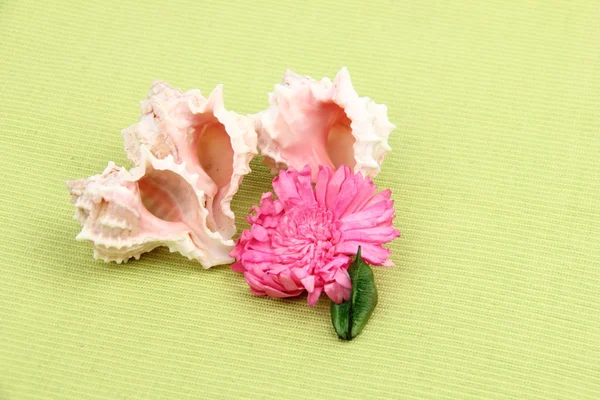 Conchas do mar e composição de flores sobre o tema do descanso e relaxamento — Fotografia de Stock