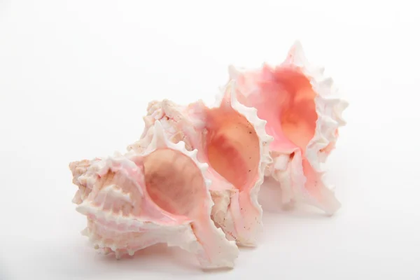 Imagen de estudio de tres conchas marinas —  Fotos de Stock