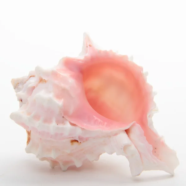 貝殻のスタジオ画像 — ストック写真