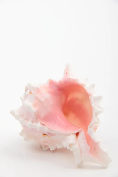 Studio image of seashell — Stock Photo, Image