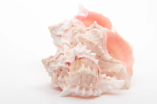Studio image of three seashells — Stock Photo, Image