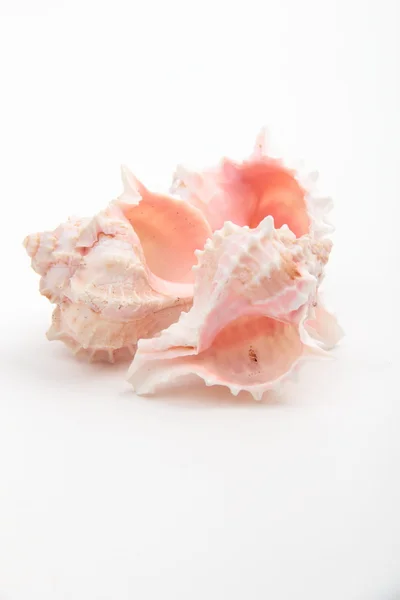 Studio image of three seashells — Stock Photo, Image