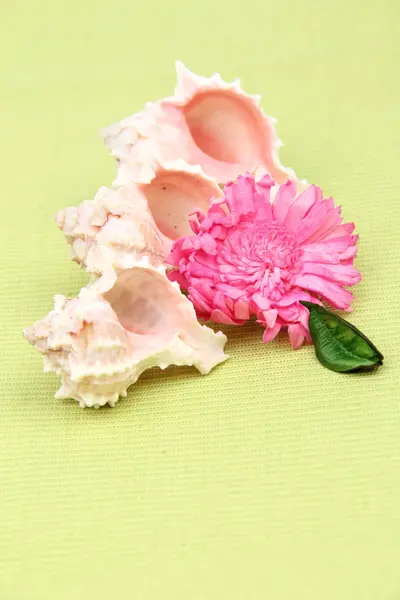 Conchas do mar e composição de flores sobre o tema do descanso e relaxamento — Fotografia de Stock