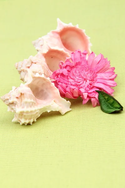 Όστρακα και κοχύλια και σύνθεση λουλουδιών με θέμα ξεκούρασης και χαλάρωσης — Φωτογραφία Αρχείου