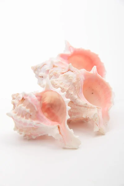 3 つの貝殻のスタジオ画像 — ストック写真