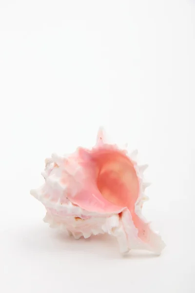 Studio image of seashell — Stock fotografie