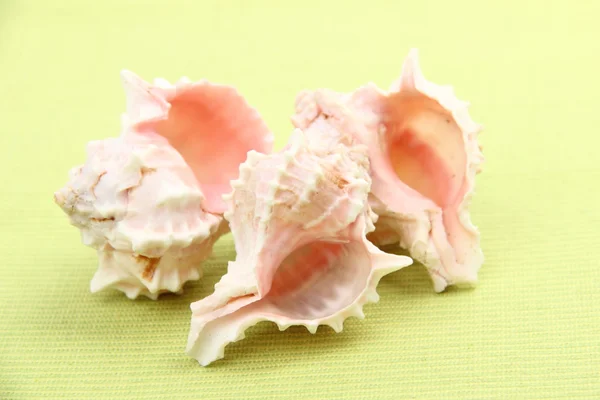 Studio image of three seashells — Stock Photo, Image