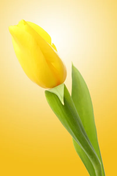 One lovely yellow tulip over yellow background — Stock Photo, Image