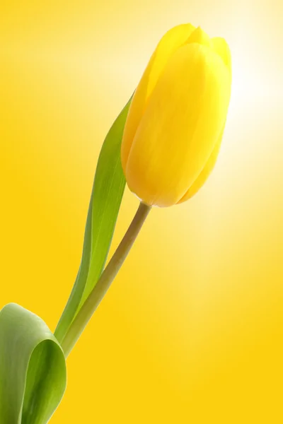 One lovely yellow tulip over yellow background — Stock Photo, Image
